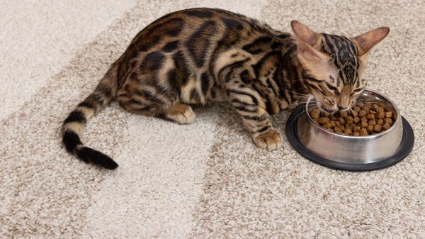 Les 15 meilleures croquettes fabriquées sans céréales pour chaton en 2026