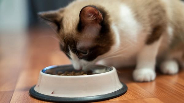 Meilleures croquettes pour chat stérilisé: notre comparatif 2026 pour éviter le surpoids