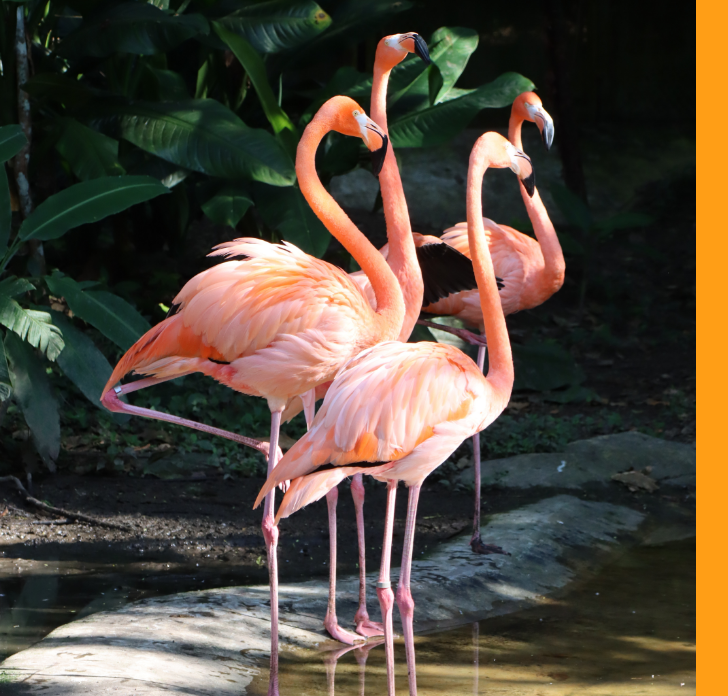 Four vibrant pink flamingos stand together at the edge of a shallow water pool. They are surrounded by lush green tropical foliage and partially shaded natural light. The birds display elegant curved necks and long thin legs, with one flamingo balancing on a single leg. A stone or rock border lines the water, adding texture to the natural habitat scene. An orange vertical border appears along the right side of the image frame.