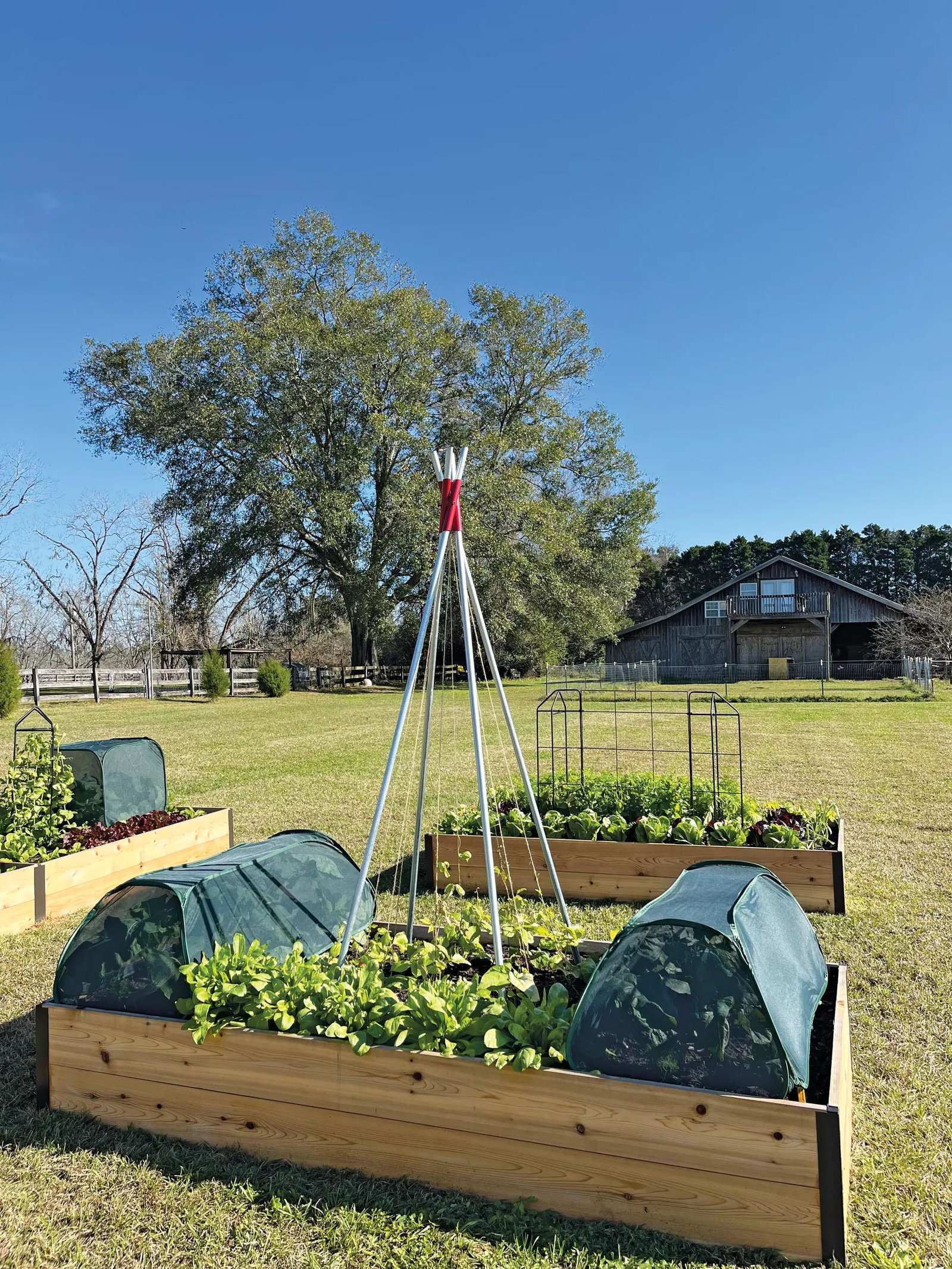 Image of Insect and Pest Net Row Protector
