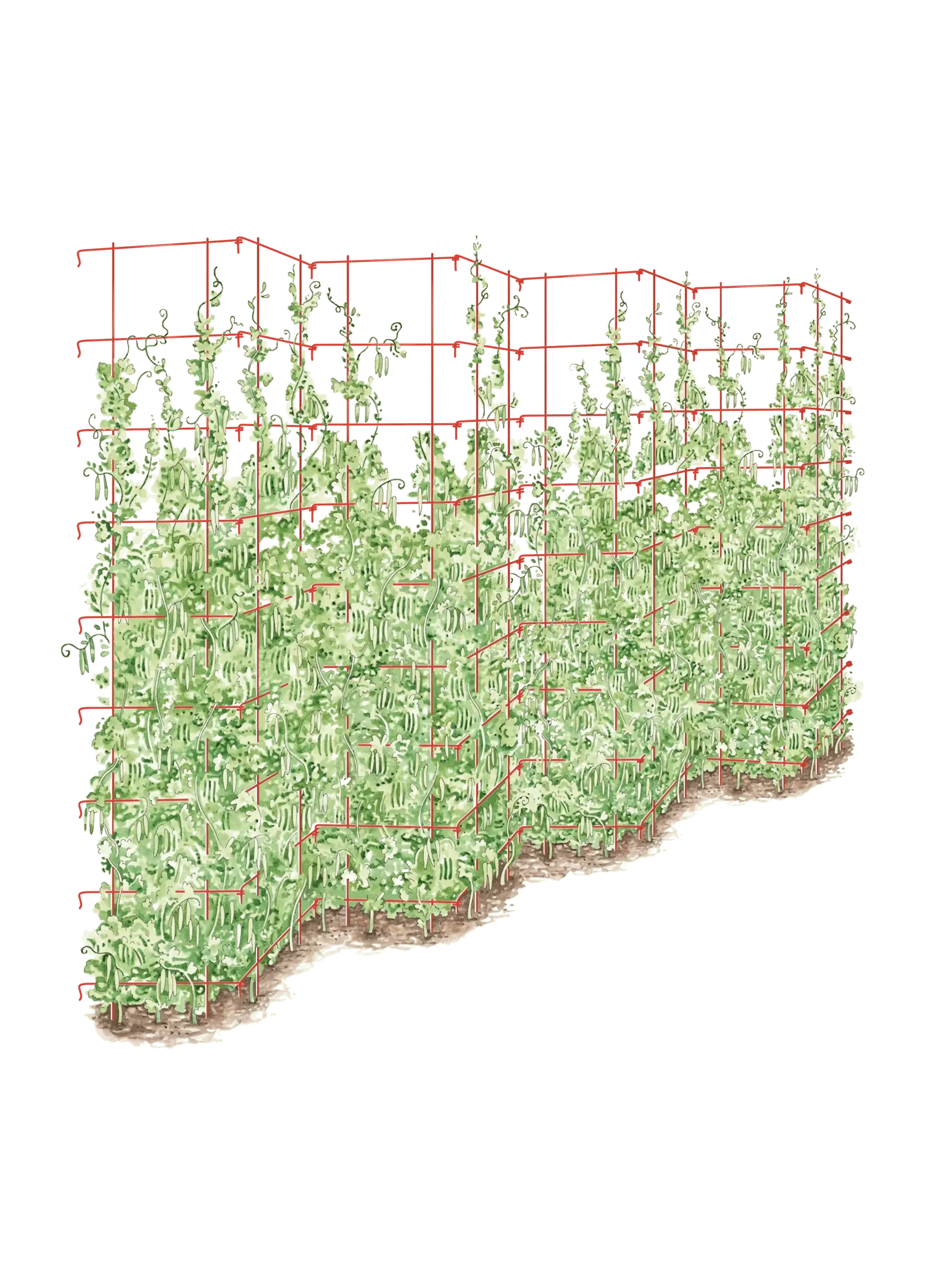 Image of Tall Expandable Pea Trellis