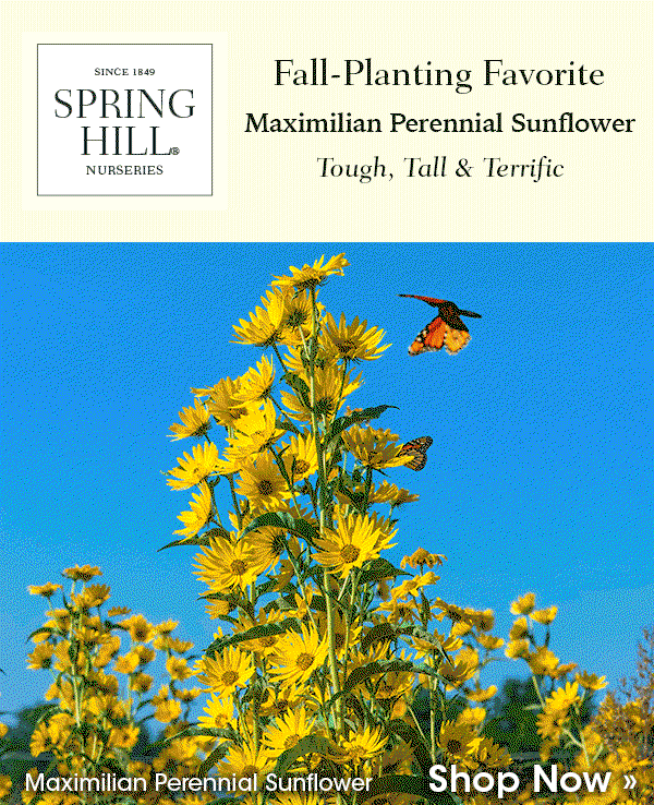Maximilian Perennial Sunflower