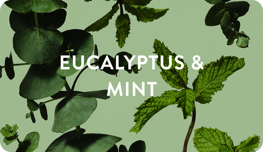 Eucalyptus and mint