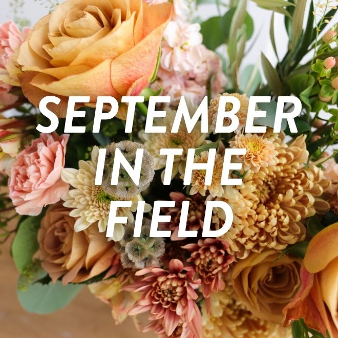 Fall flowers that are blooming in September - Shop dahlias, sunflowers, roses, and more.