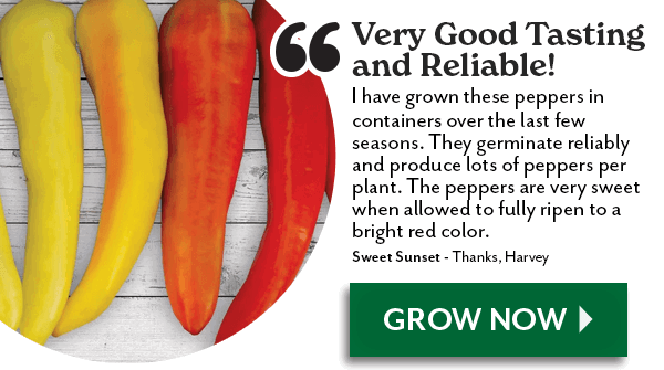 Sweet Sunset Hybrid Pepper Seeds