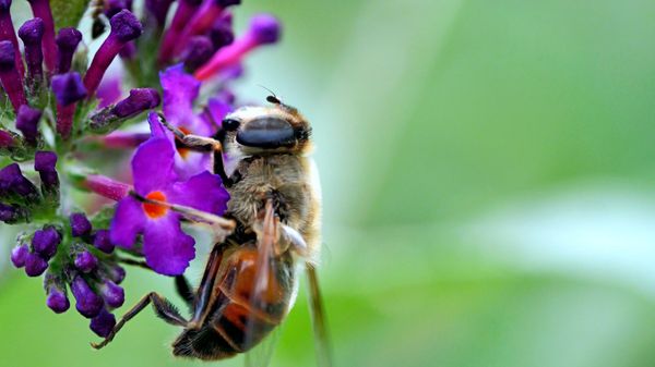 Certaines plantes sont interdites dans le jardin, les connaissez-vous?