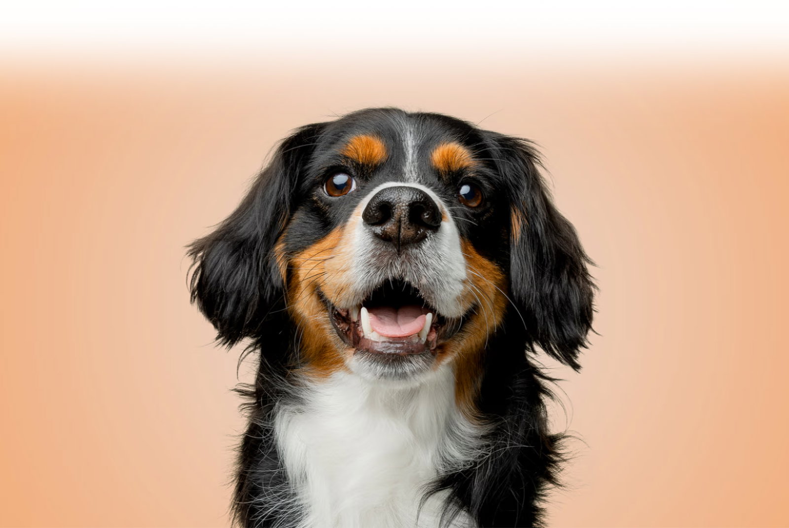 National Dog Week