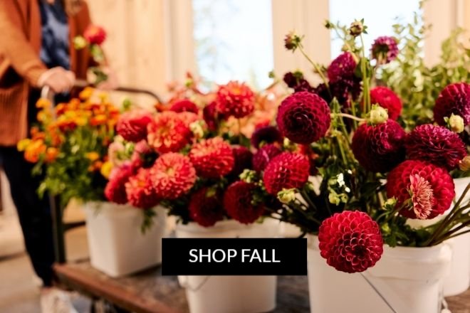 Fall flowers available in Farmgirl's Fall Shop