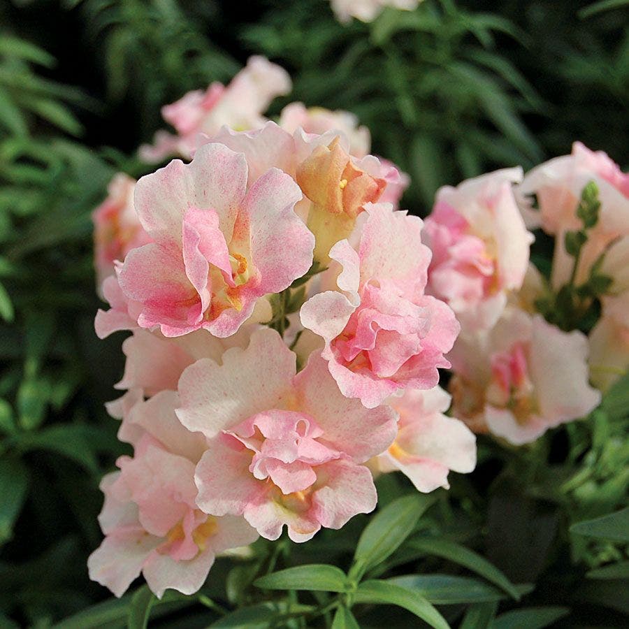 SNAPDRAGONS