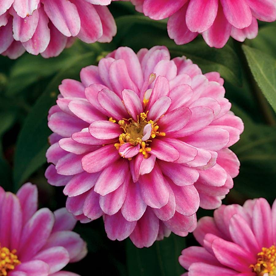 SHOP ZINNIAS