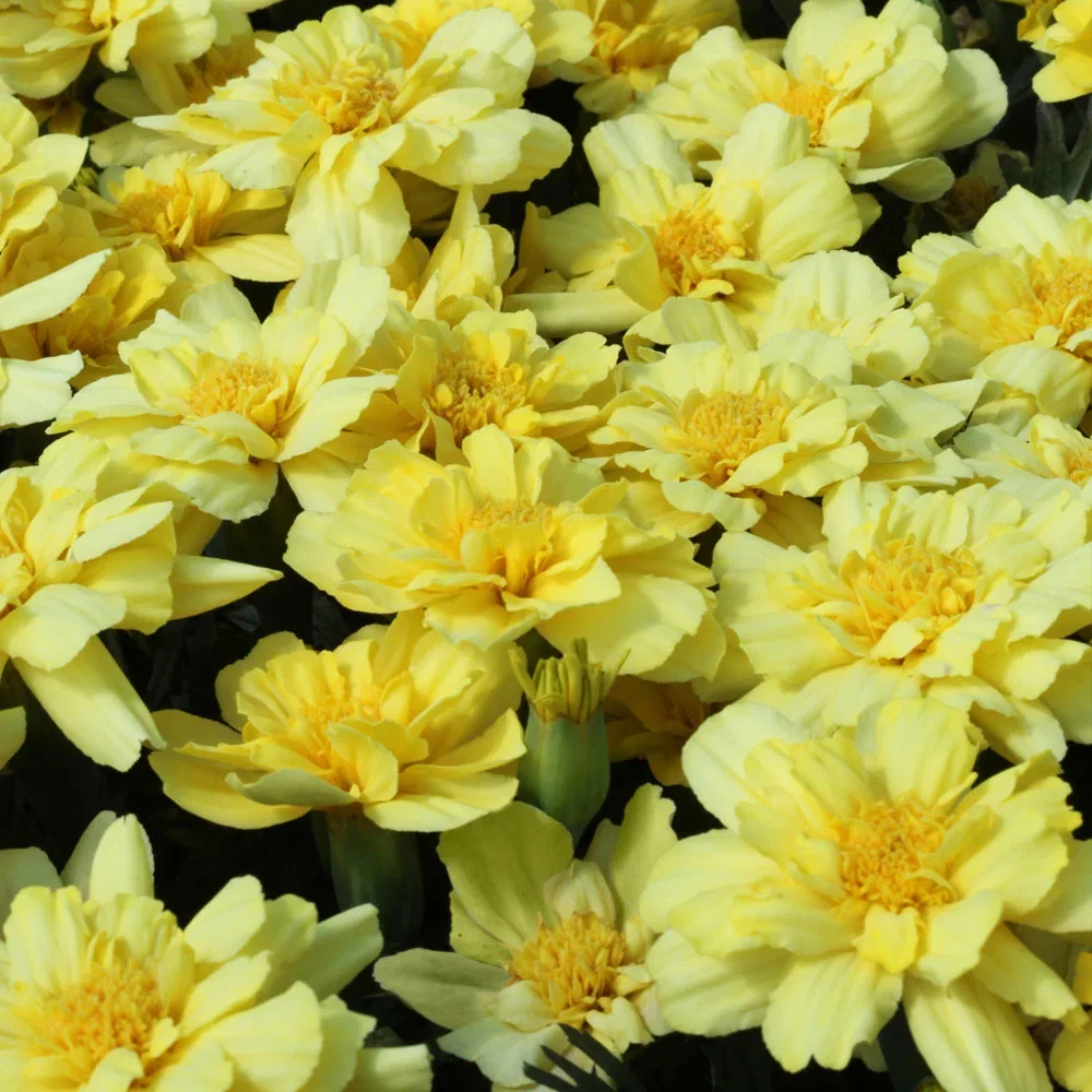 SHOP MARIGOLD