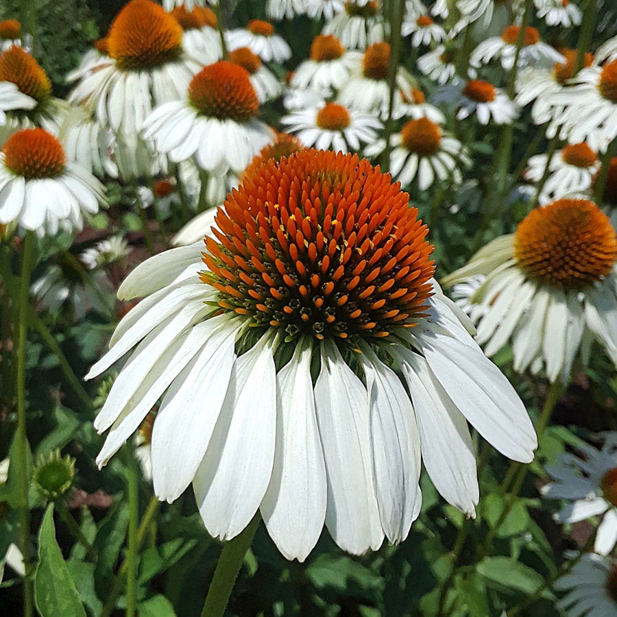 SHOP CONEFLOWERS
