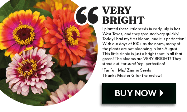 VERY BRIGHT, Funfair Mix Zinnia Seed customer review