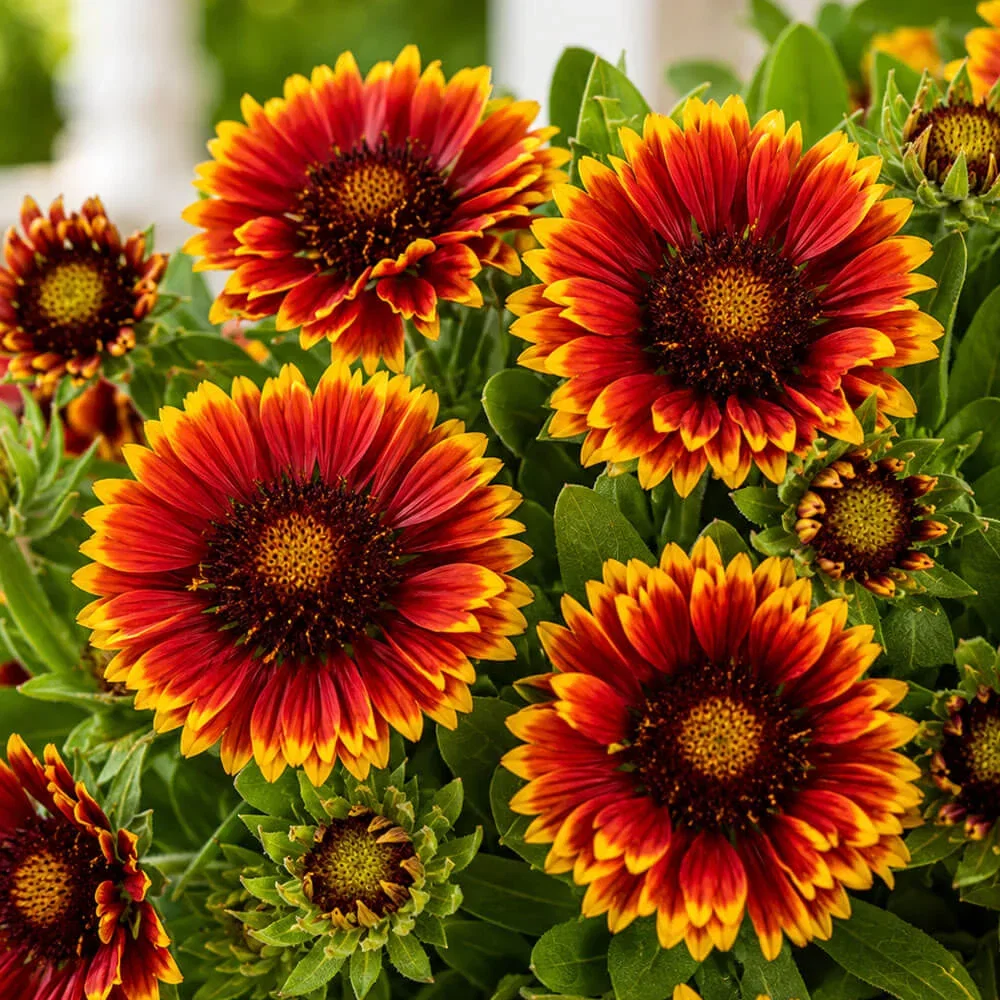 SHOP BLANKET FLOWERS