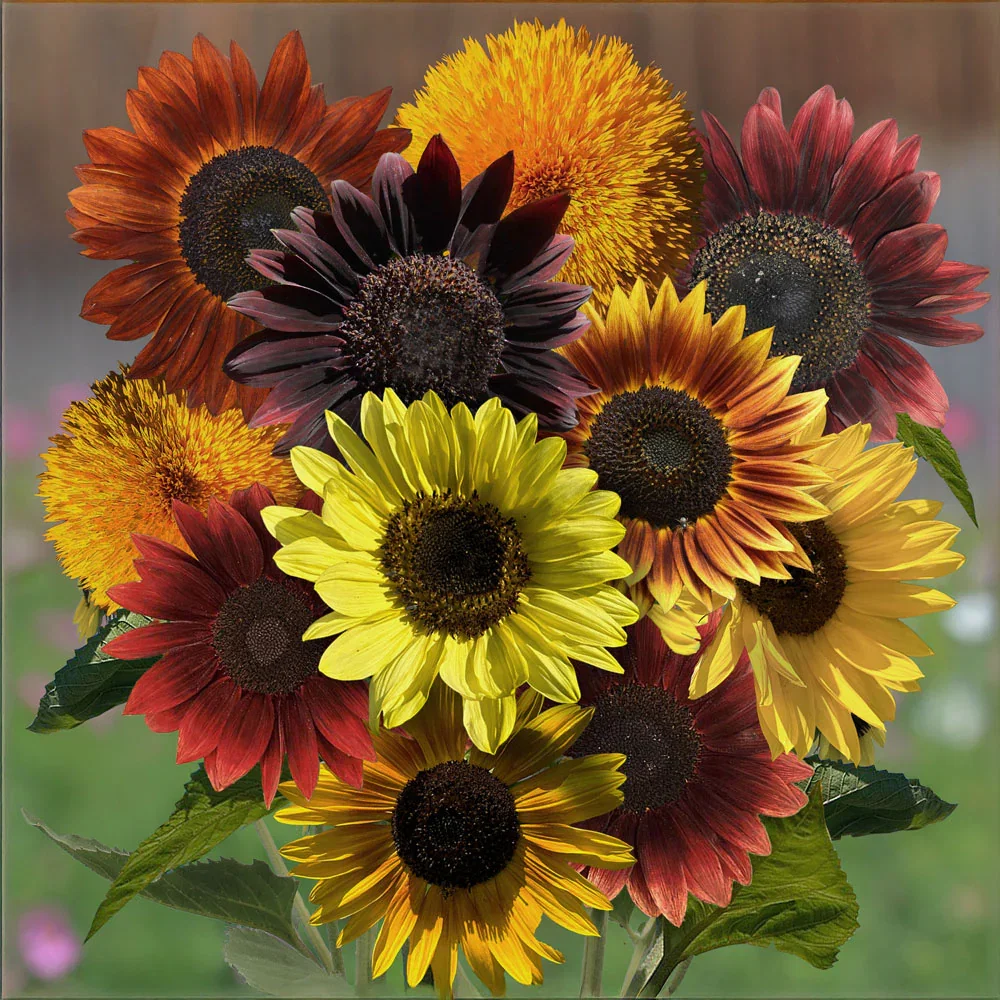 SHOP SUNFLOWERS