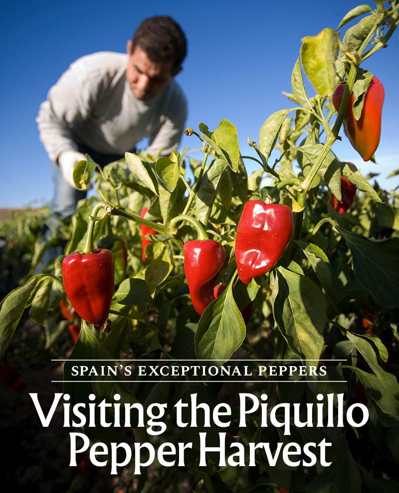 Spain's Exceptional Peppers - Visiting the Piquillo Pepper Harvest