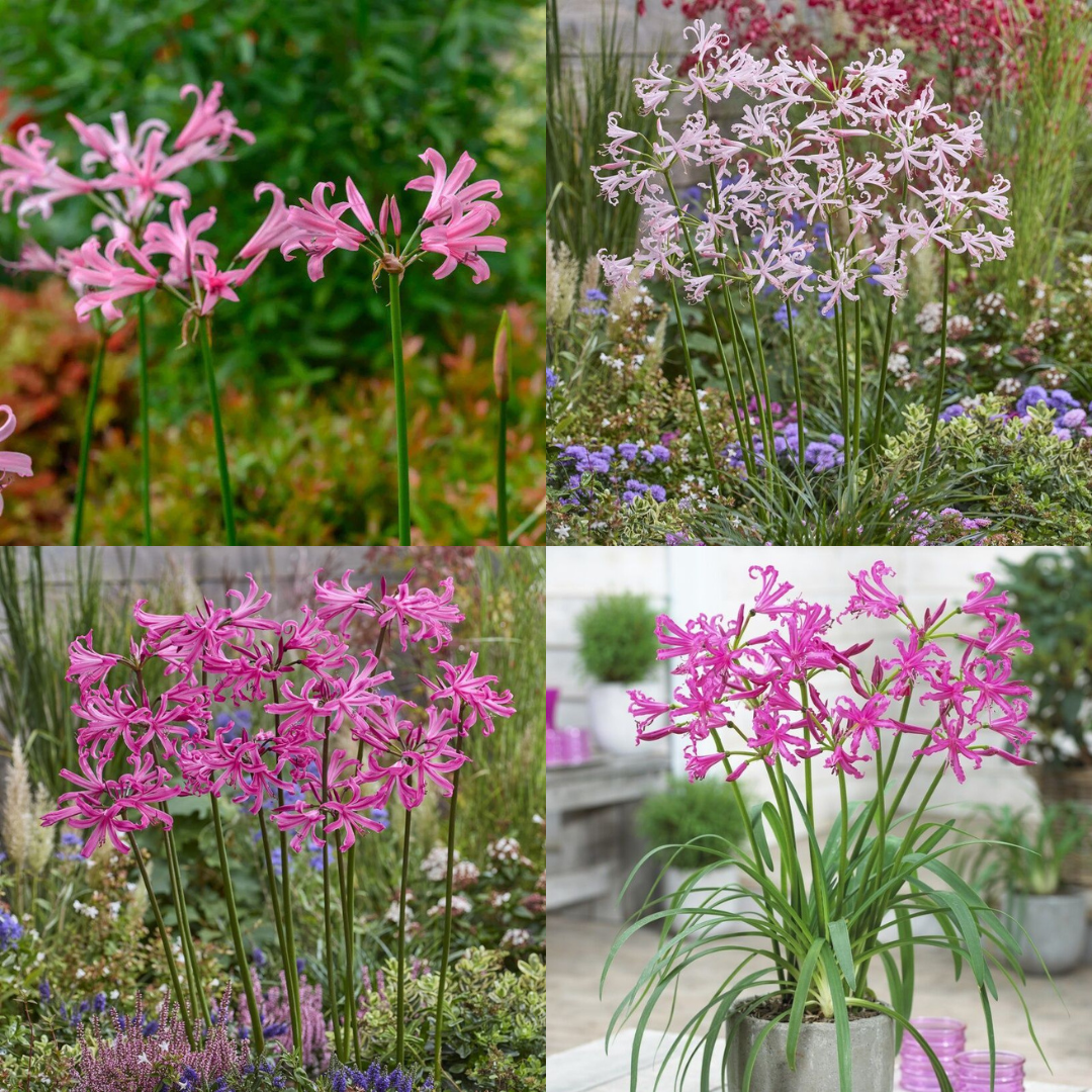 Nerine Plants
