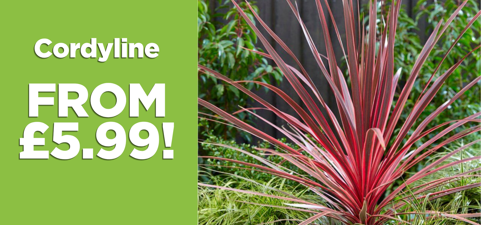 Cordyline - From £5.99!