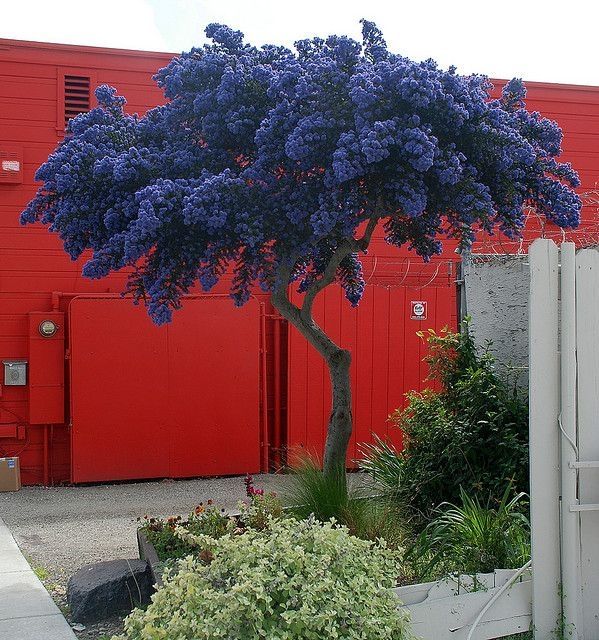 California Lilac Tree - Patio Standard 80-100cm