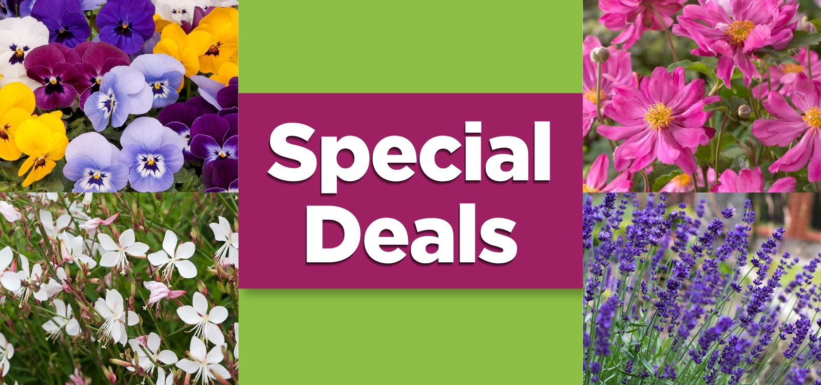 Special Deals