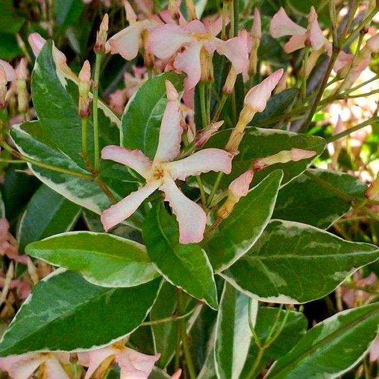 Fragrant Trachelospermum ‘Star of Milano’