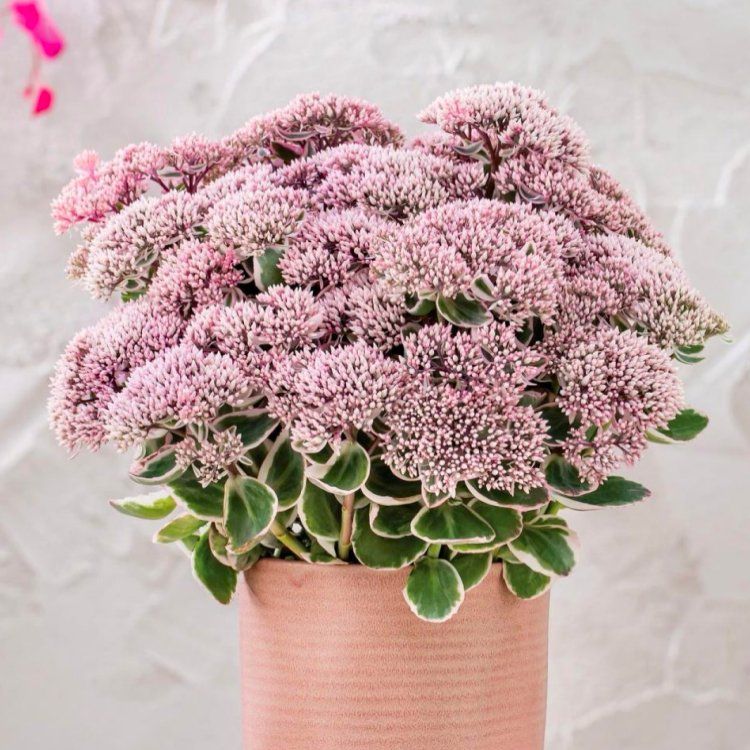 Sedum 'La Vie en Rose'