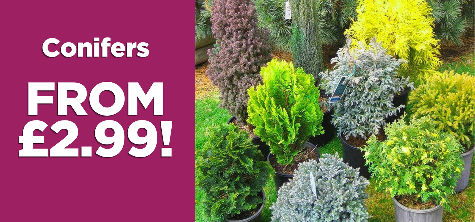 Conifers - From £2.99!