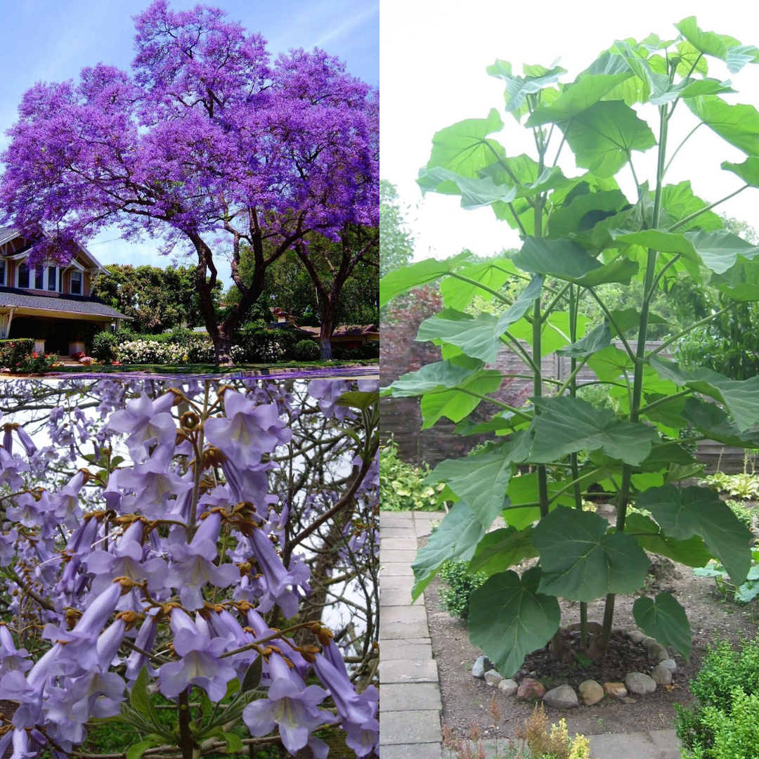 Paulownia tomentosa - Foxglove Tree