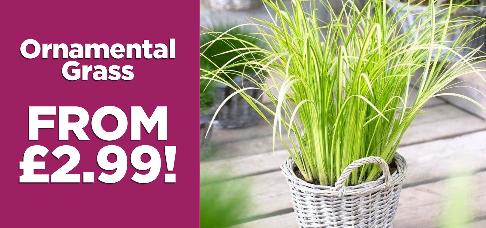 Ornamental Grasses - From £2.99!