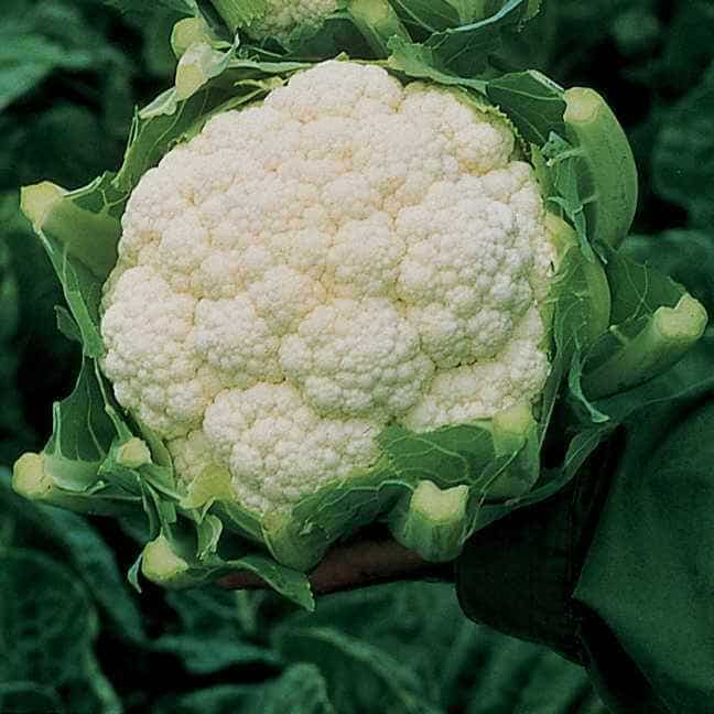 COOL SEASON VEGETABLES