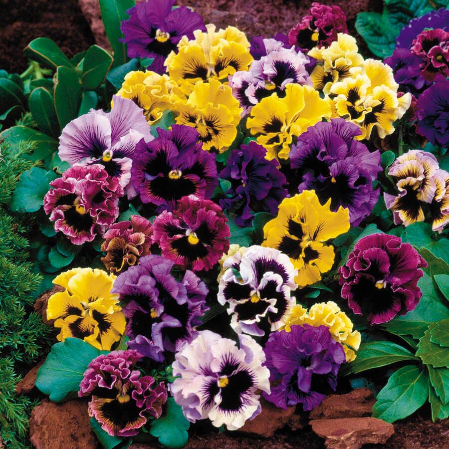 COOL SEASON FLOWERS