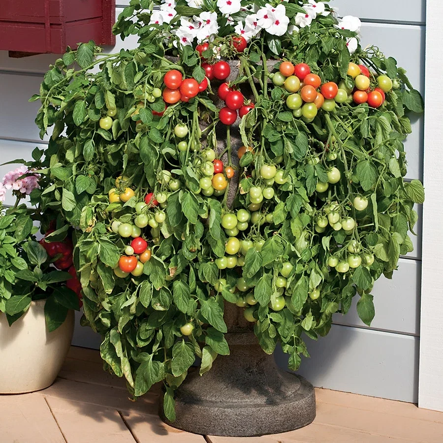 CONTAINER VEGETABLES