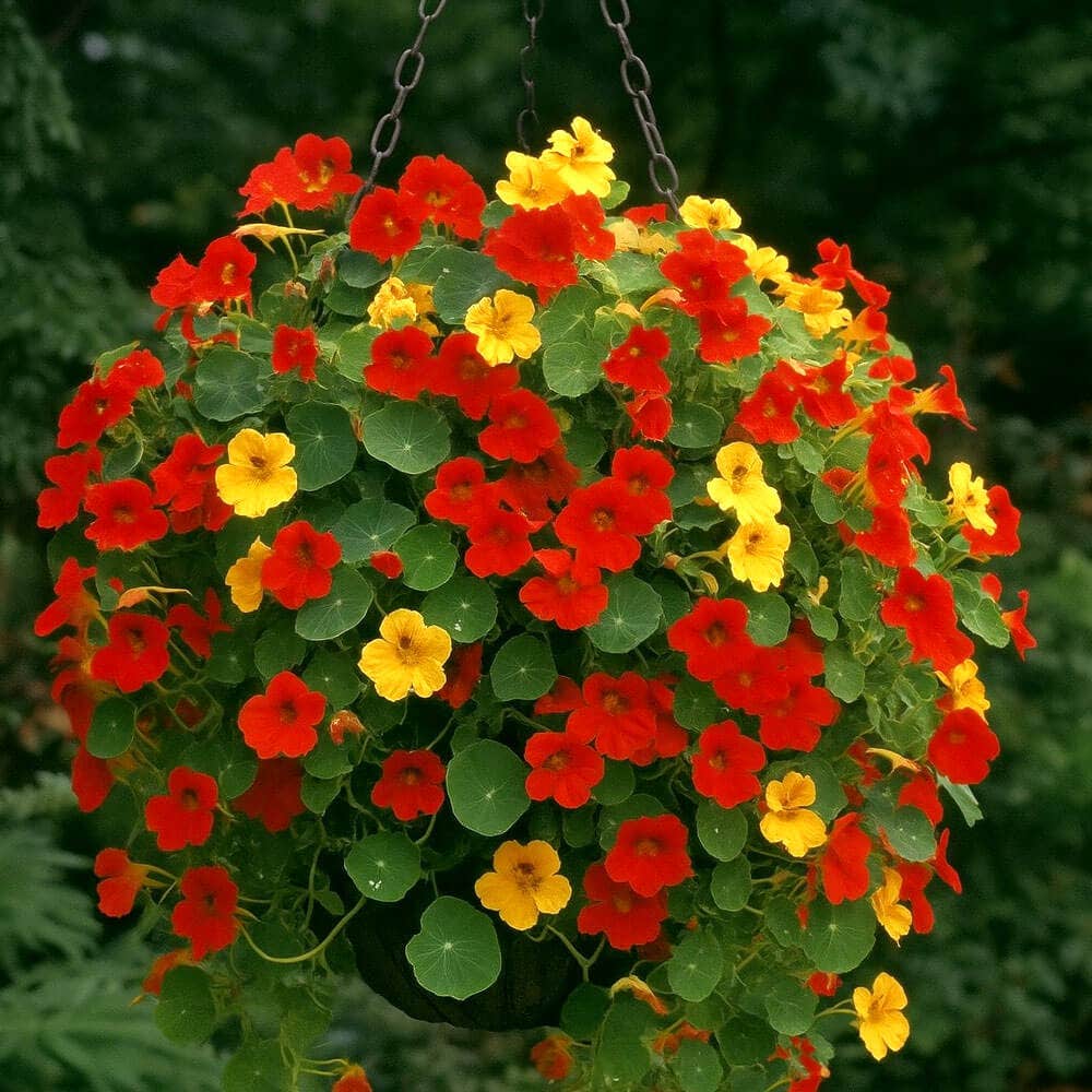 FLOWERS FOR CONTAINERS