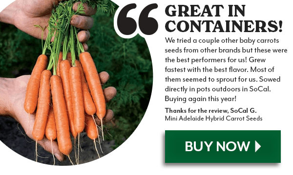 Mini Adelaide Hybrid Carrot Seeds