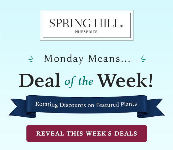 Deal of the week