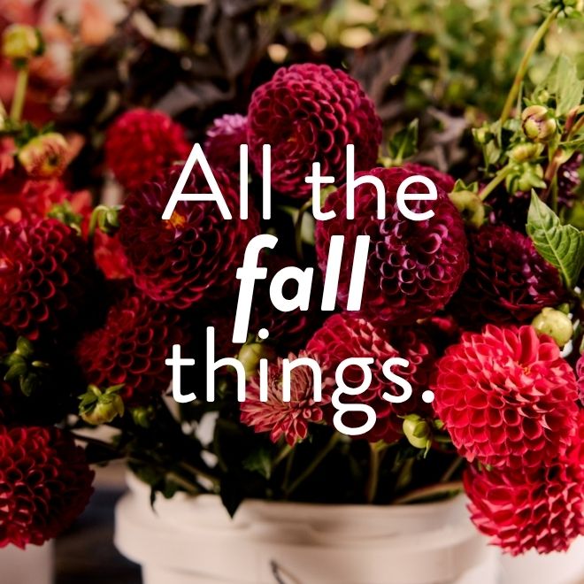 Save 20% on Dahlias with code FALLIN at checkout ‘til Friday or while supplies last.