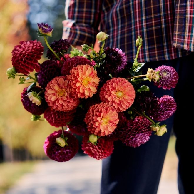 Dahlias in orange, purple and burgundy at the Farmquarters.