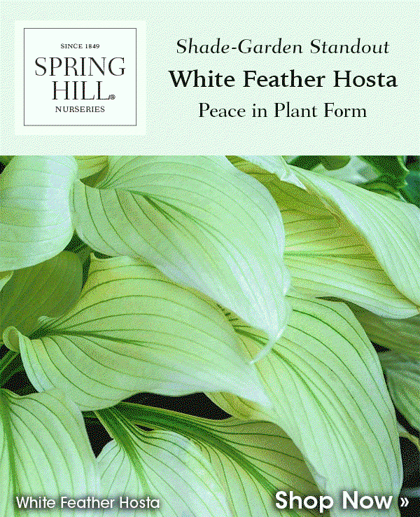 White Feather Hosta