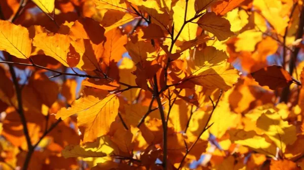 Puzzles: quand l'automne arrive!
