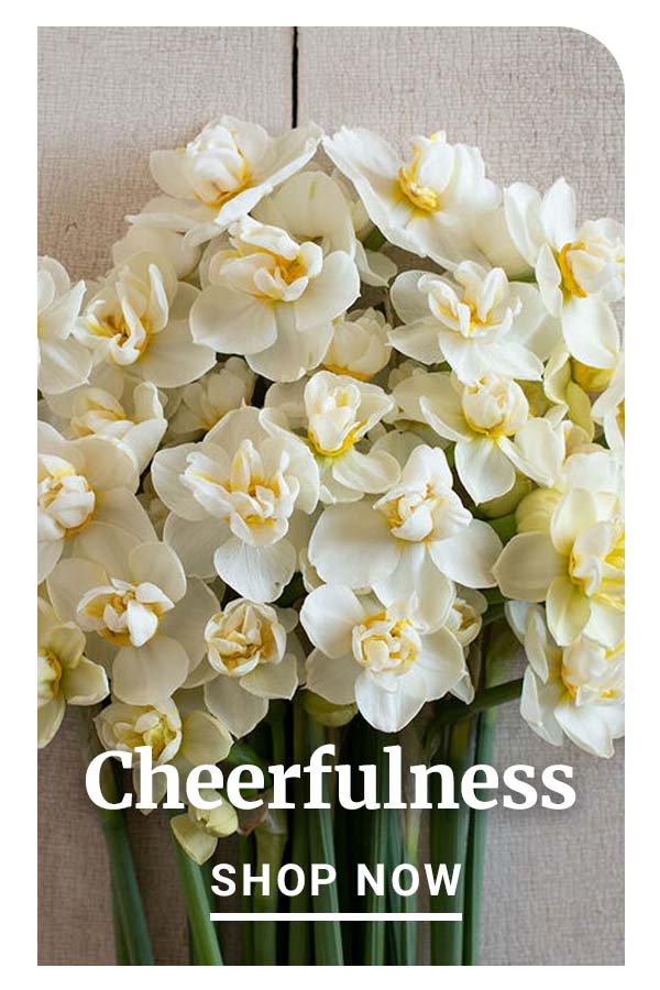 Cheerfulness - Shop Now