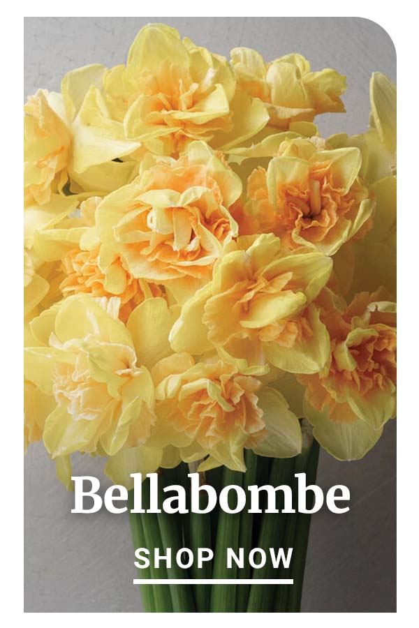 Bellabombe - Shop Now