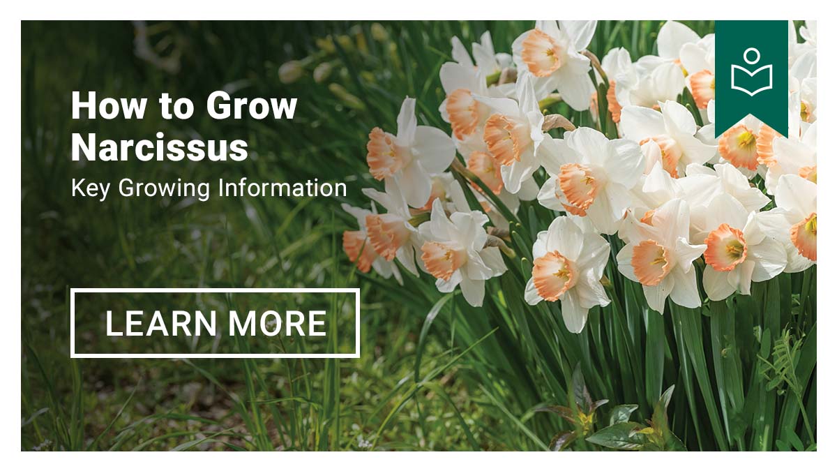 How to Grow Narcissus - Learn More