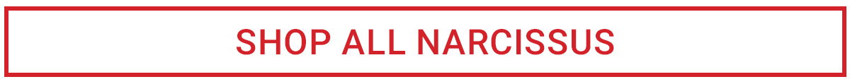 Shop All Narcissus