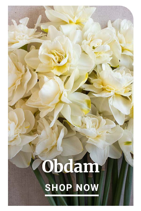 Obdam - Shop Now
