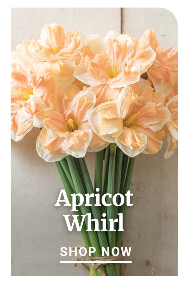 Apricot Whirl - Shop Now