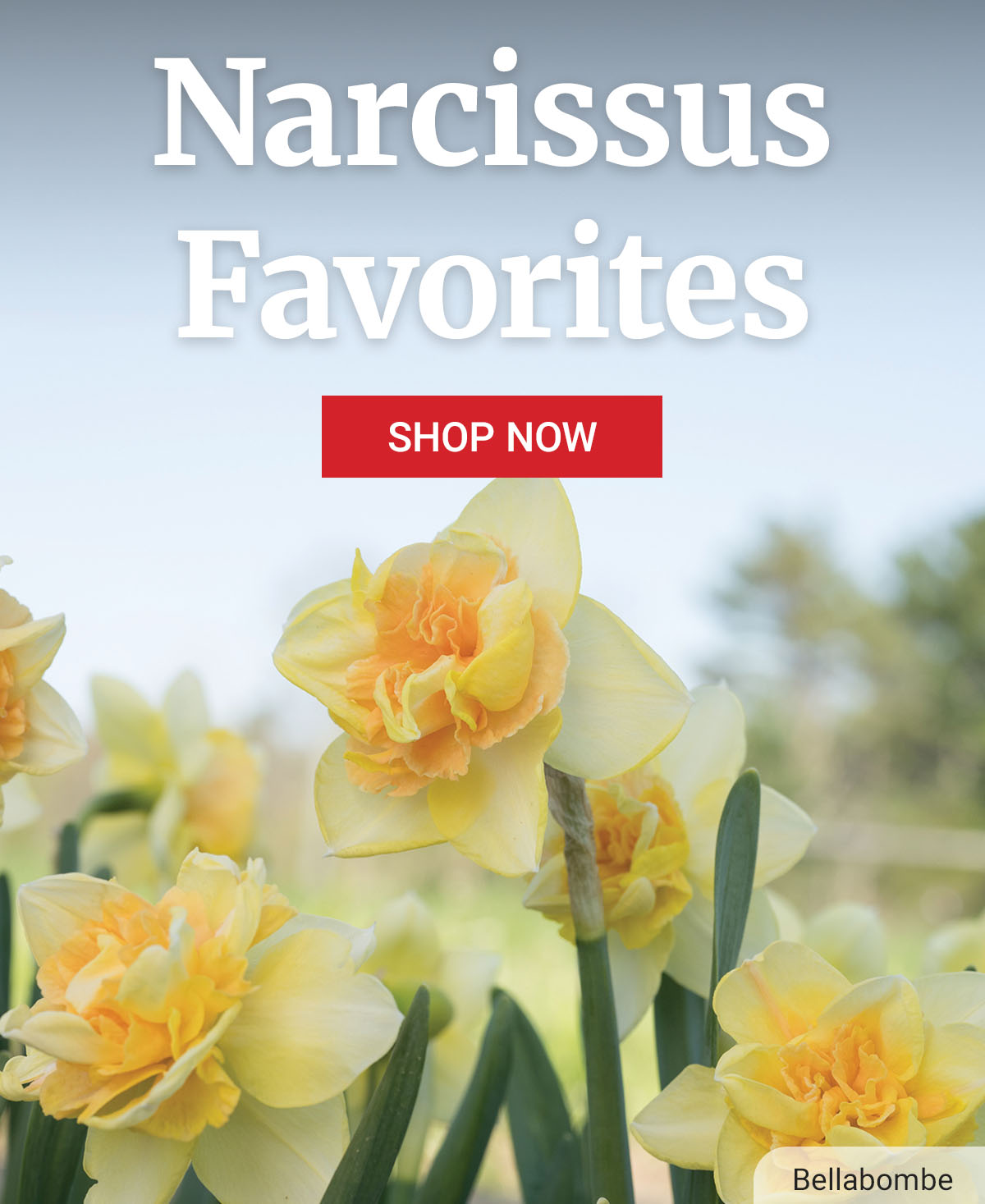 Narcissus Favorites: Shop Now