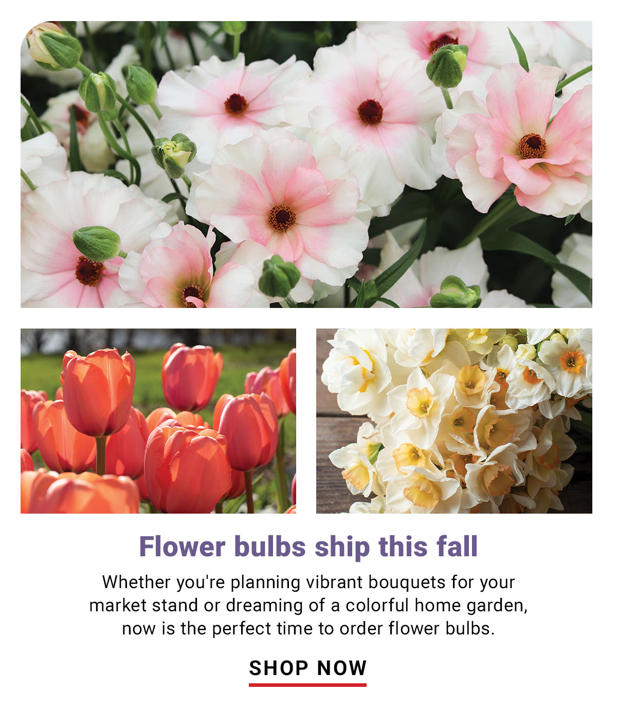 Flower Bulbs Ship This Fall - Shop Now