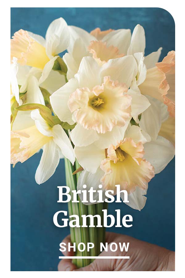 British Gamble - Shop Now