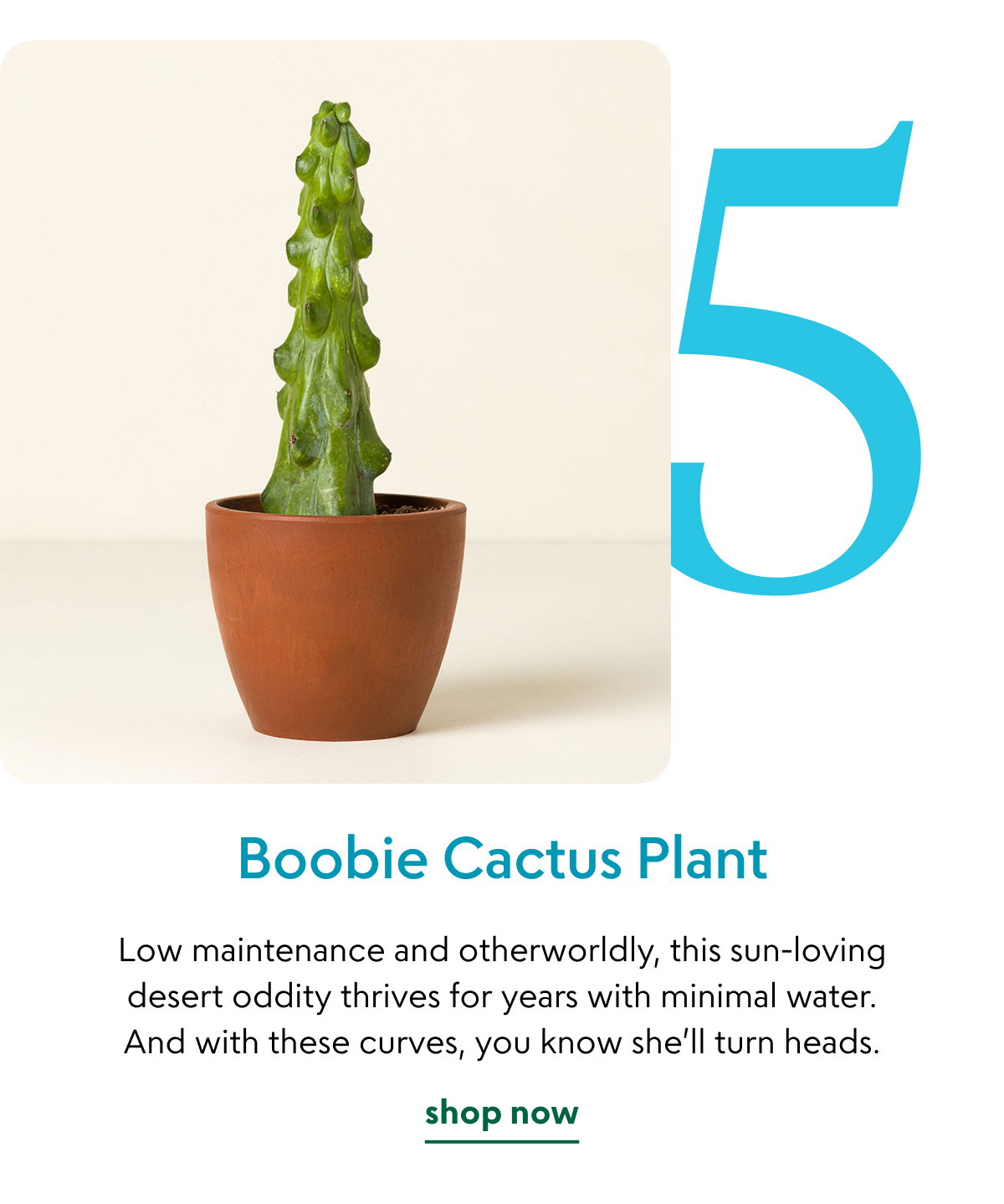 boobie-cactus-plant