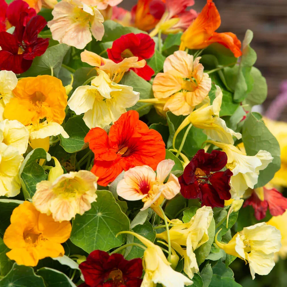 FLOWER SEEDS